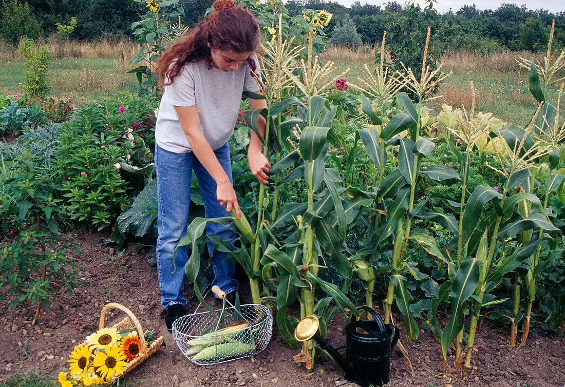 Harvesting sweetcorn