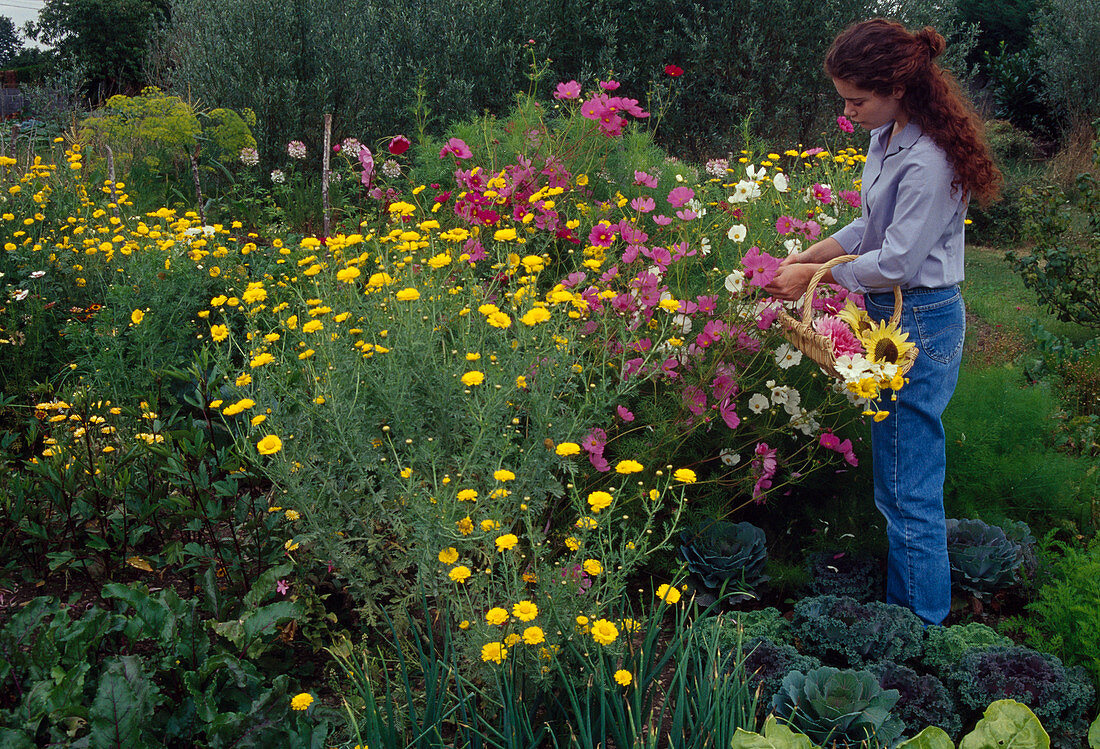 Woman cutting flowers for bouquets, Cosmos (Jewel Basket), Anthemis (Dyer's Chamomile)
