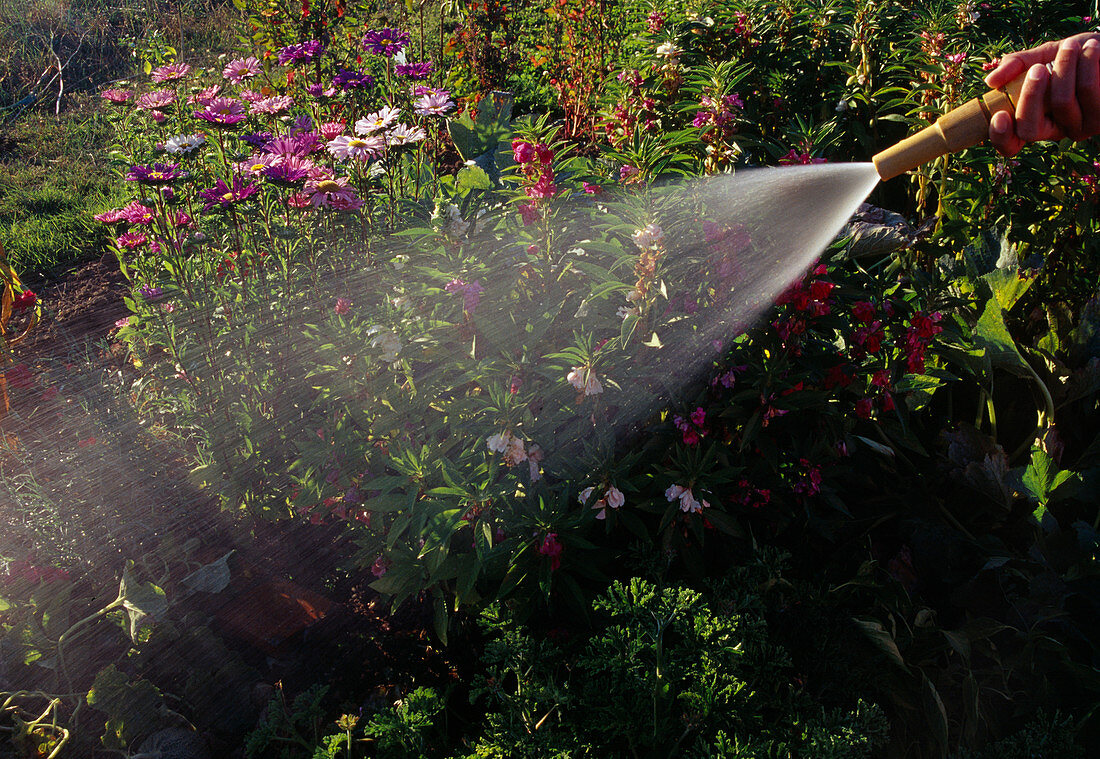 Watering in the garden, Callistephus (summer asters) and Godetia (Atlas flower)