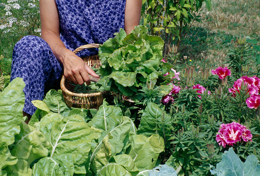 Frau erntet Salat (Lactuca) im Bauerngarten, Godetia (Sommerazalee), Mangold (Beta vulgaris)