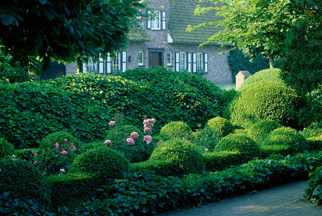 Formaler Garten mit Buxus sempervirens (Buchs) formgeschnitten als Hecke und Kugeln, Hedera helix (Efeu), Rosa 'Queen Elisabeth' (Rosen)
