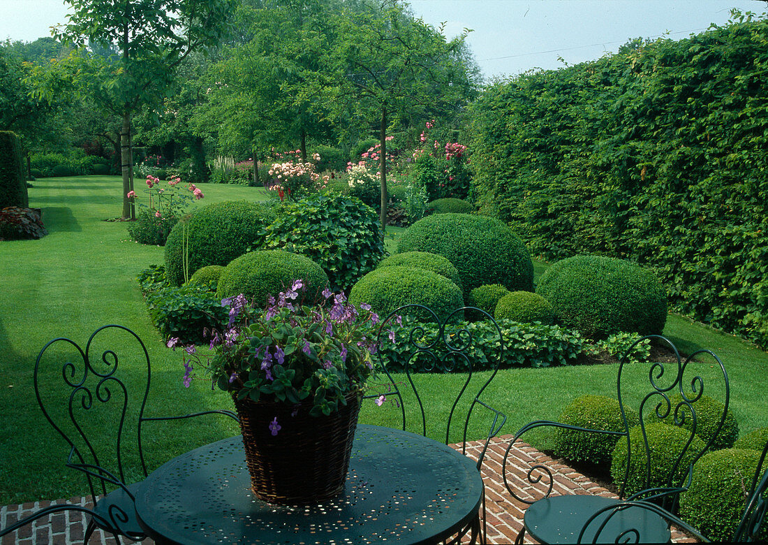 Formaler Garten mit Buxus (Buchs-Kugeln), Hedera helix (Efeu), Rosa (Rosen), Hecke, Laubbäumen, Rasen
