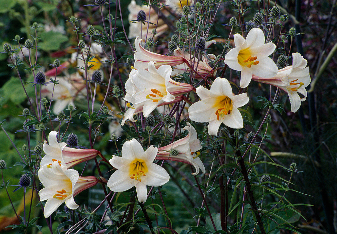 Lilium regale (King's lily), Eryngium x tripartitum (Man litter)