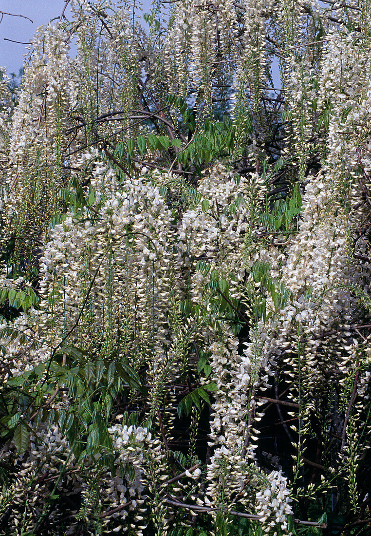 Wisteria longissima alba