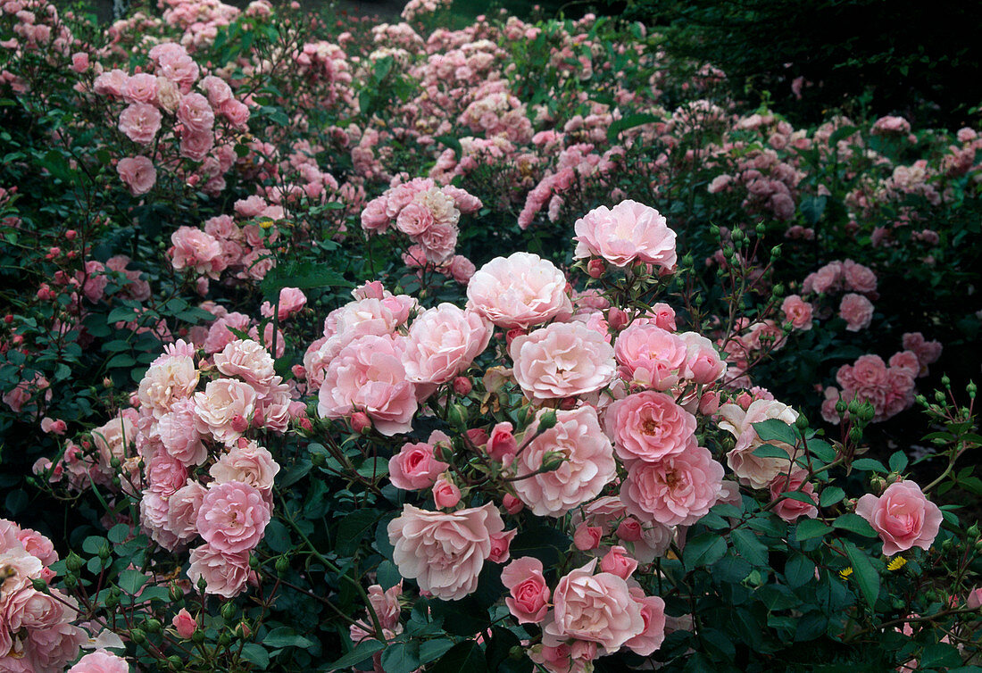 Rosa 'Bonica' (shrub rose, flowering more often and robust)