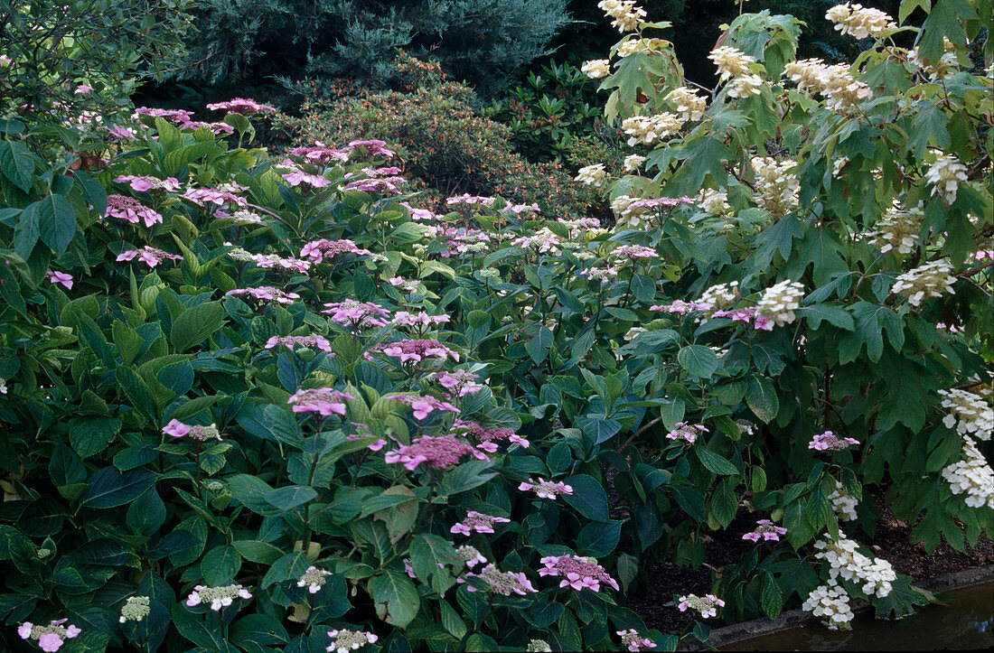 Hydrangea serrata (