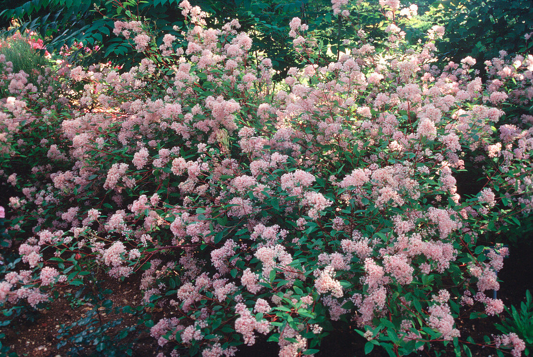 Ceanothus X Pallidus 'Marie Simon'