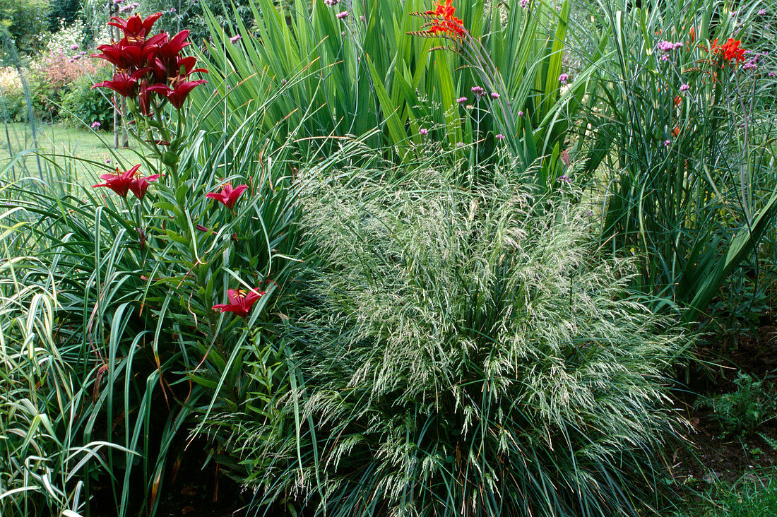 Deschampsia cespitosa 'Goldtau' (Woodland Sedge, Lawn Sedge), Lilium (Lily), Crocosmia (Montbretia)