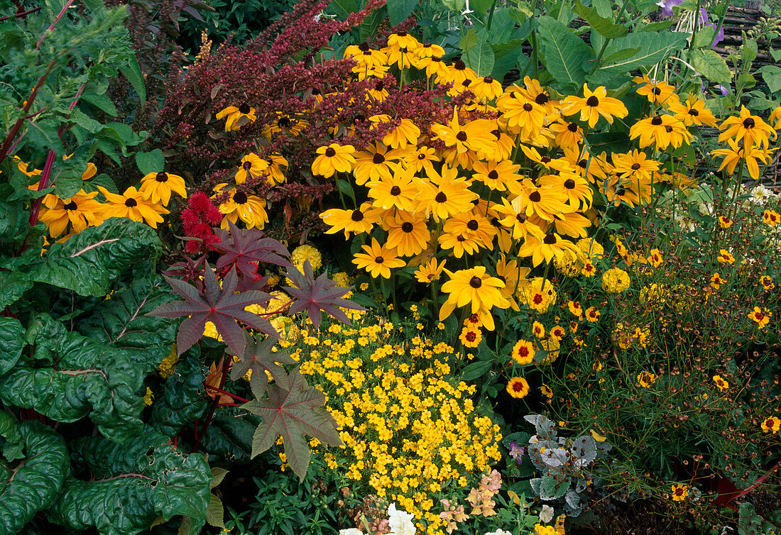 Rudbeckia hirta (Sonnenhut), Tagetes tenuifolia (Gewuez-Tagetes), Mangold (Beta vulgaris), Ricinus communis (Wunderbaum) und Coreopsis (Mädchenauge)