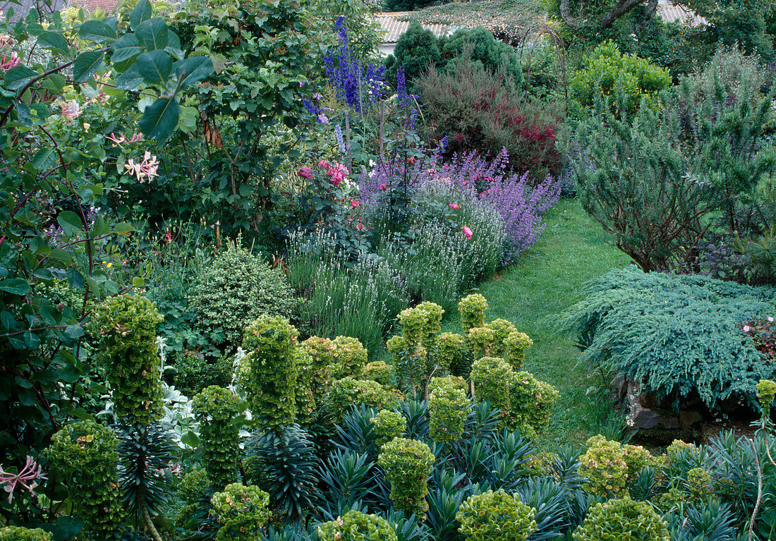 Perennial border: Euphorbia characias (spurge), Lavandula (lavender), Nepeta (catmint), Juniperus procumbens (carpet juniper), Delphinium (delphinium), Rosa (roses), lawn path