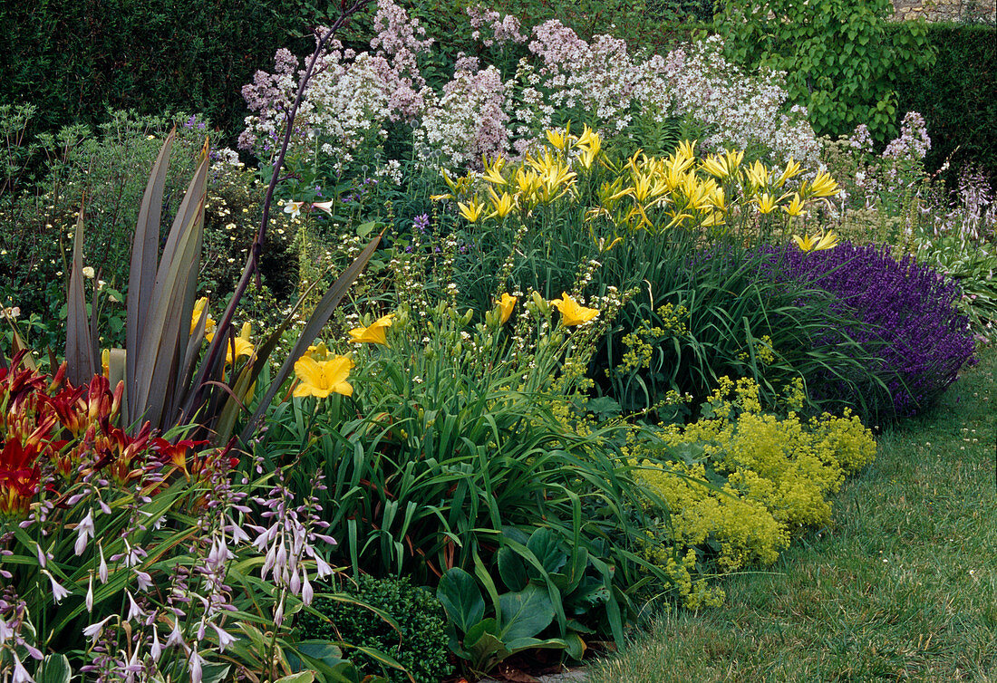 Blumenbeet: Hemerocallis (Taglilie), Phormium (Neuseelandflachs), Campanula (Glockenblumen), Hosta (Funkie), Lavandula (Lavendel) und Alchemilla (Frauenmantel)