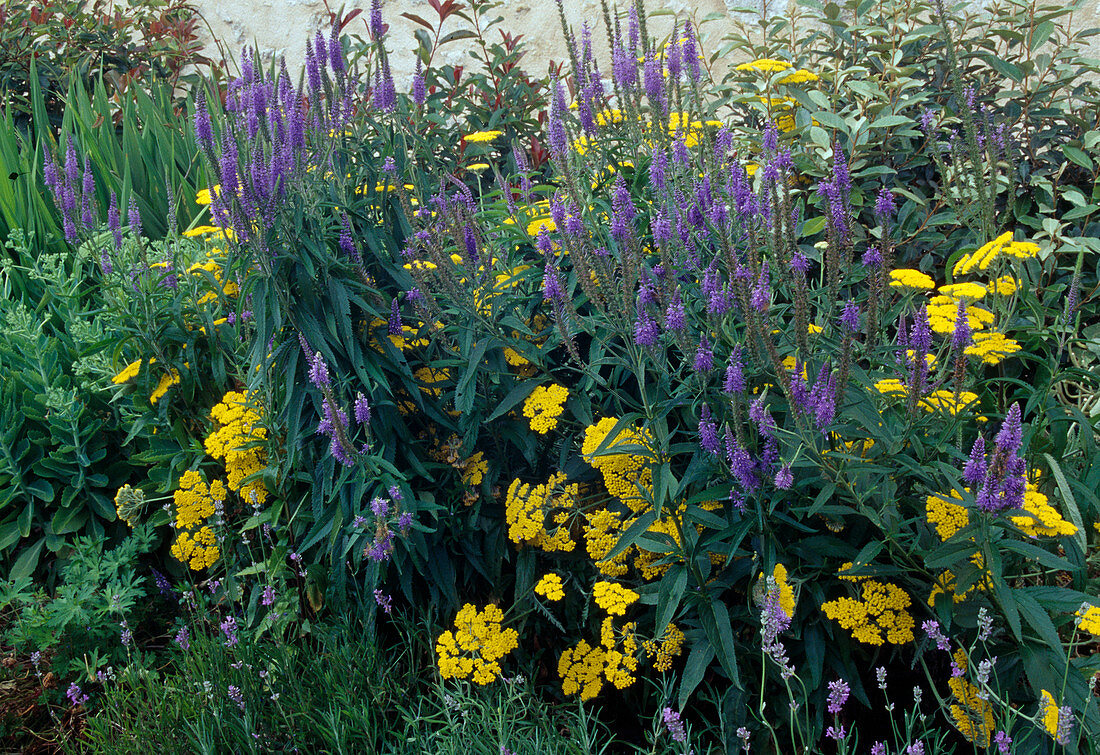 Blumenbeet: Veronica longifolia 'Blauriesin' (Wiesen-Ehrenpreis), Achillea filipendulina (Schafgarbe)