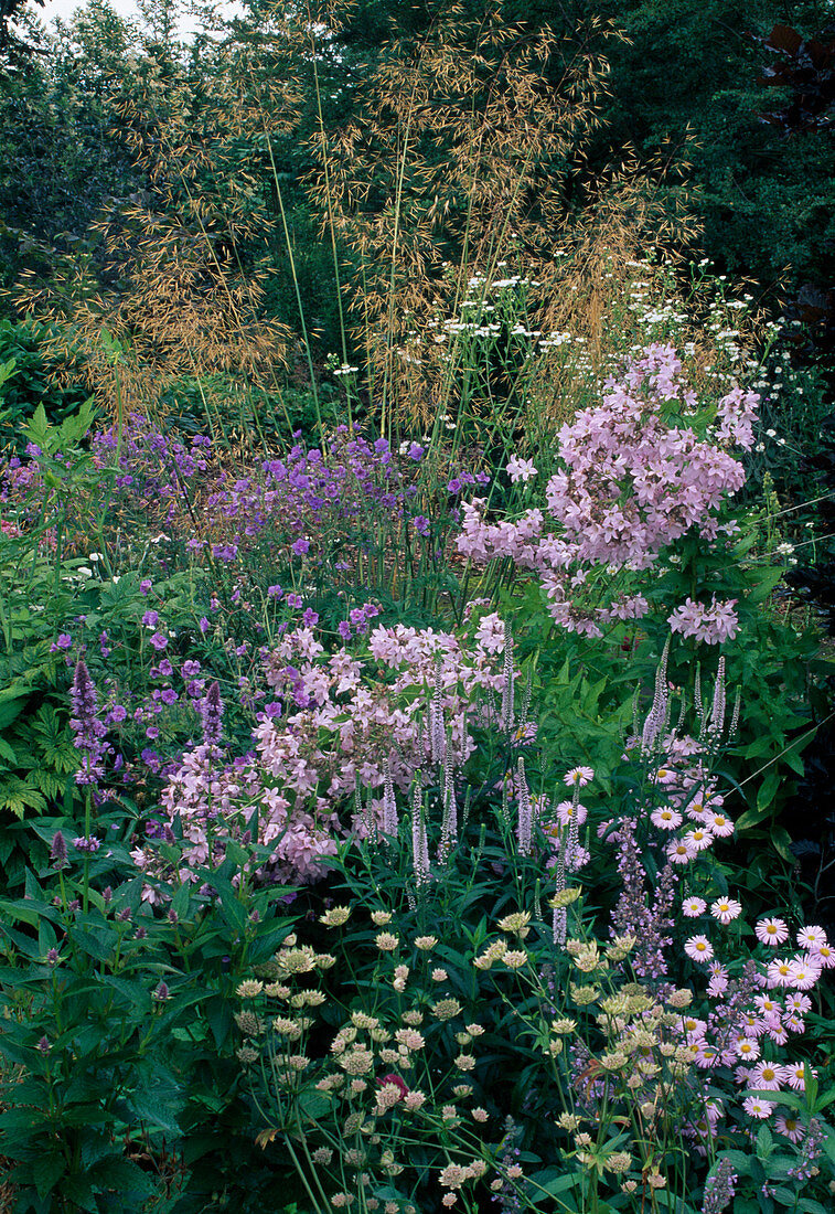 Blumenbeet: Astrantia (Sterndolde), Veronica (Ehrenpreis), Campanula lactiflora (Glockenblumen), Stipa gigantea, Erigeron (Feinstrahl)