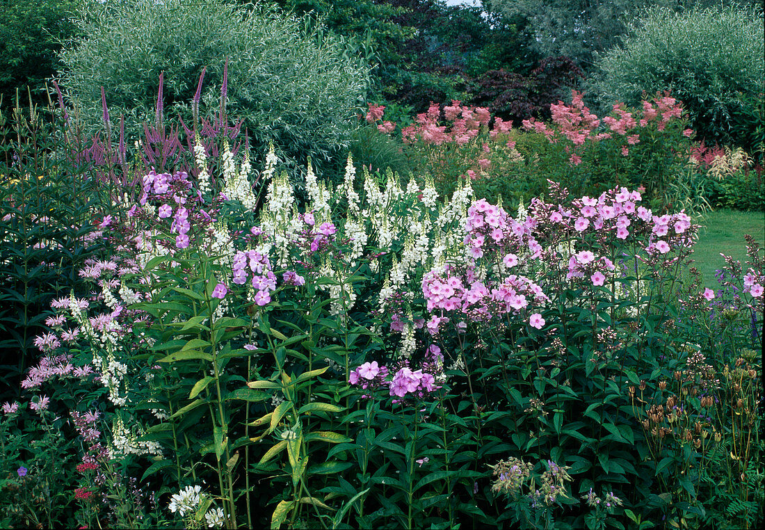 Üppiges Staudenbeet - Monarda (Indianernessel), Galega officinalis (Geissraute), Phlox paniculata (flammenblumen), Veronica longifolia (Ehrenpreis), Filipendula rubra 'Venusta' (Rosa Spierstaude) - zwischen Salix (Weiden)