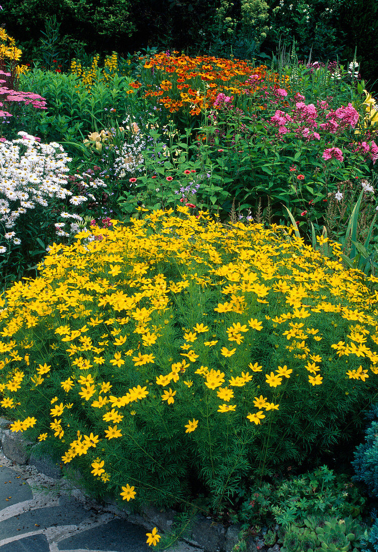 Coreopsis verticillata (Mädchenauge)