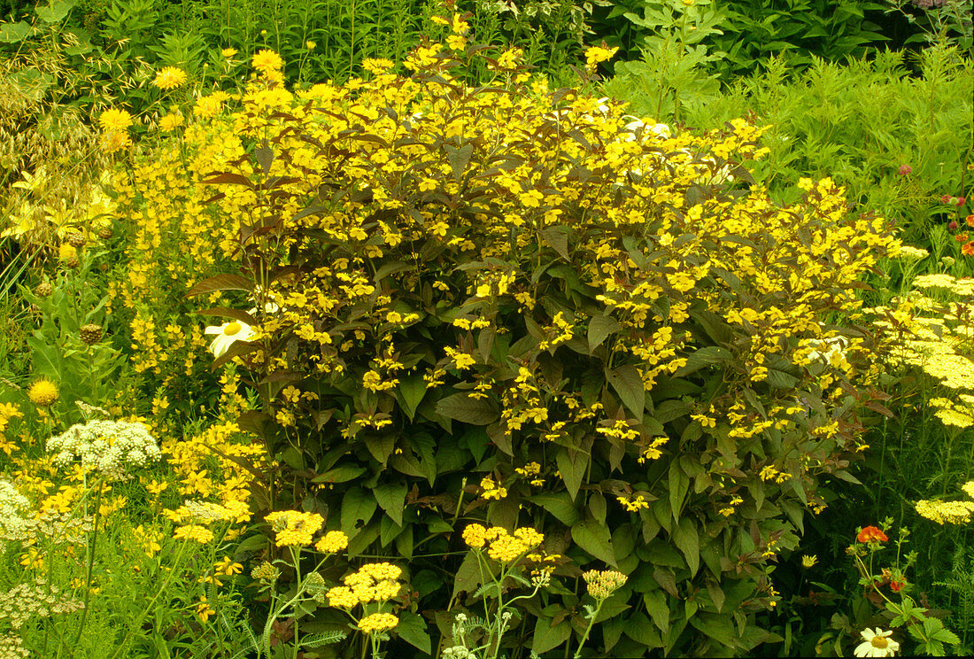 Lysimachia ciliata 'Firecracker' (Bronze-Felberich)