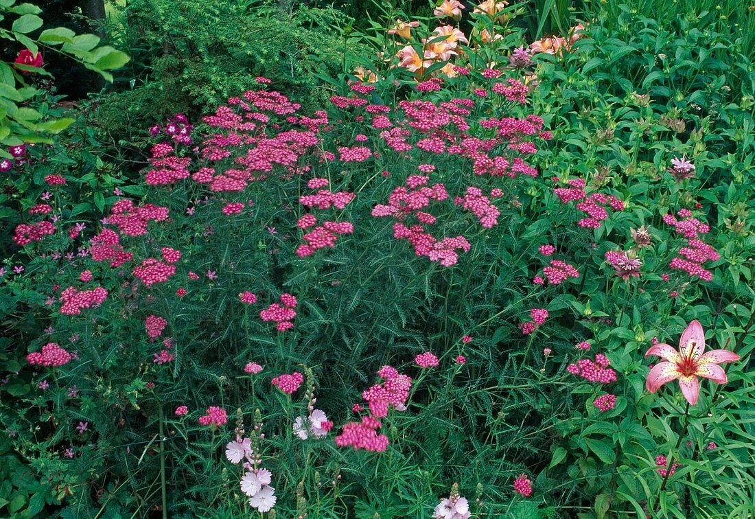 Achillea millefolium 'Cerise Queen' (Schafgarbe)