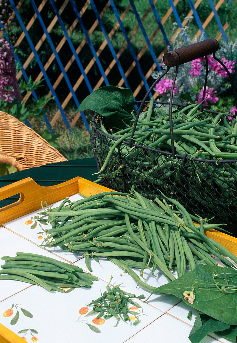 Clean freshly picked beans (Phaseolus) outside on the garden table