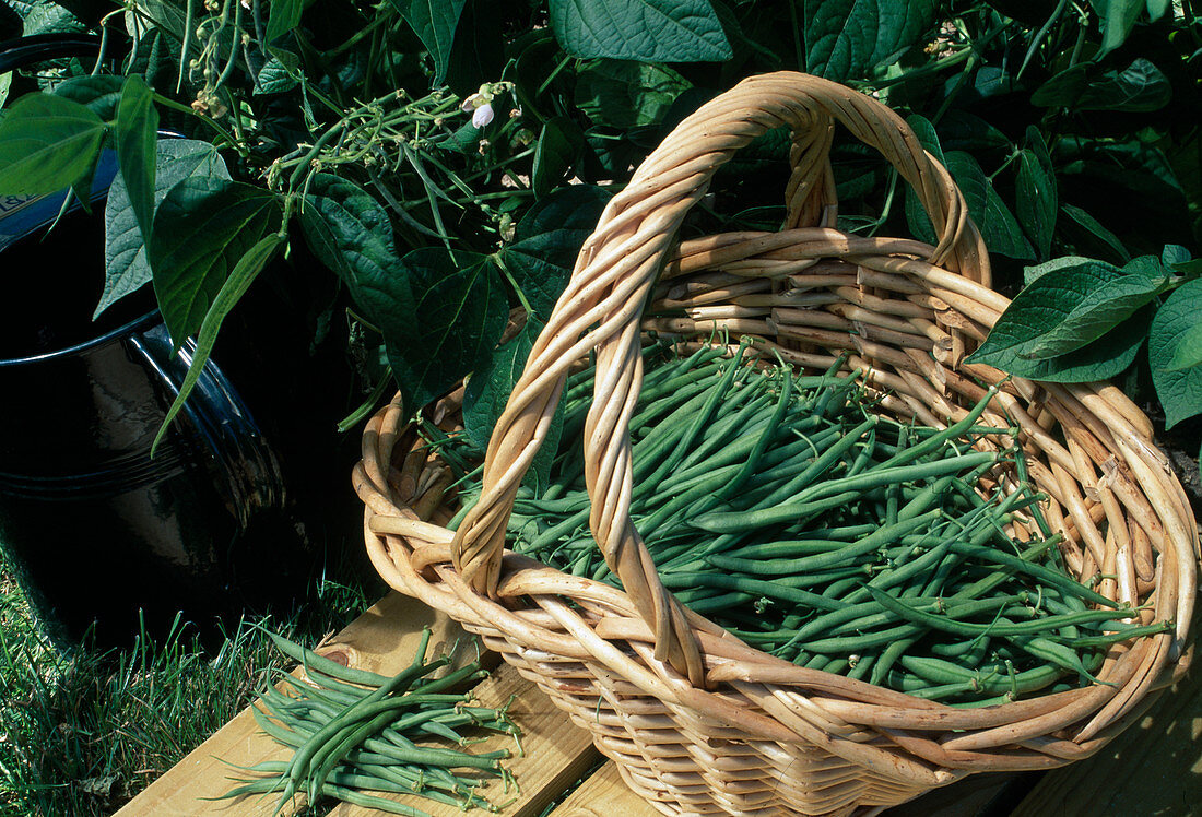 Basket of freshly picked beans 'Fin de Bagnols' (Phaseolus)