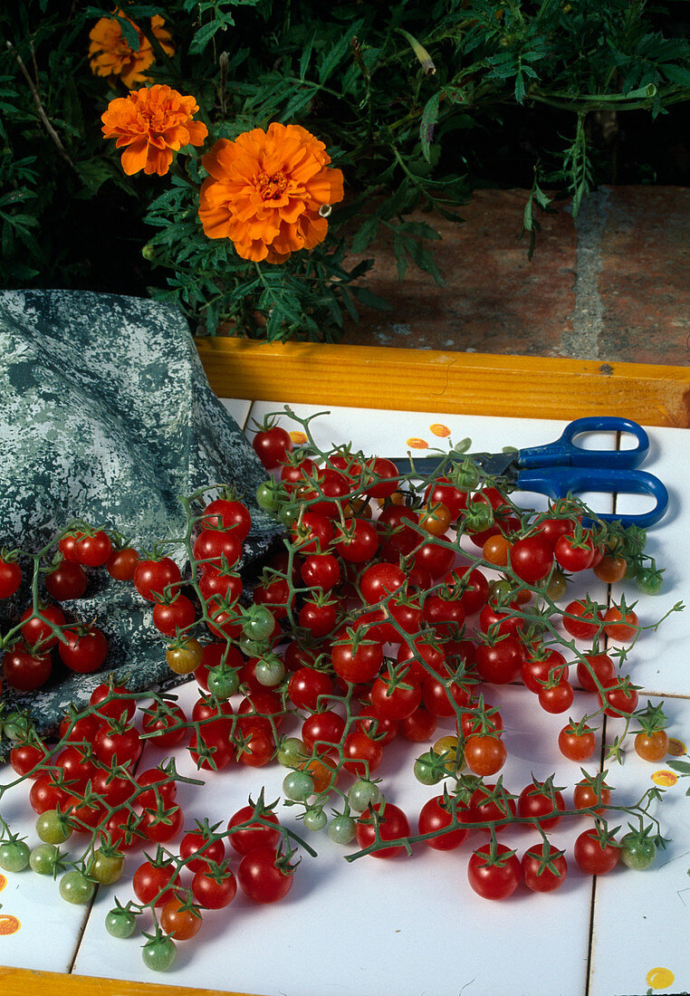 Freshly harvested cherry tomatoes, wild tomatoes (Lycopersicon) with scissors on tray
