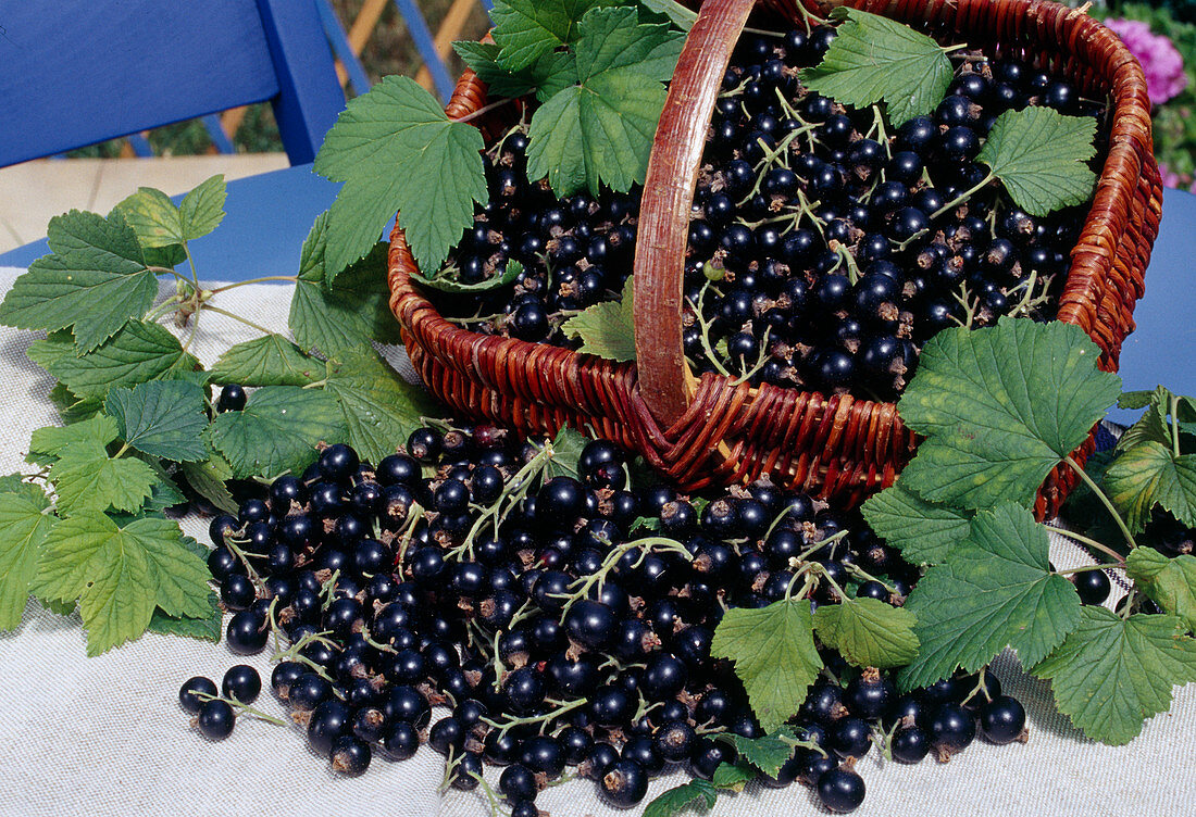 Blackcurrants (Ribes nigrum)