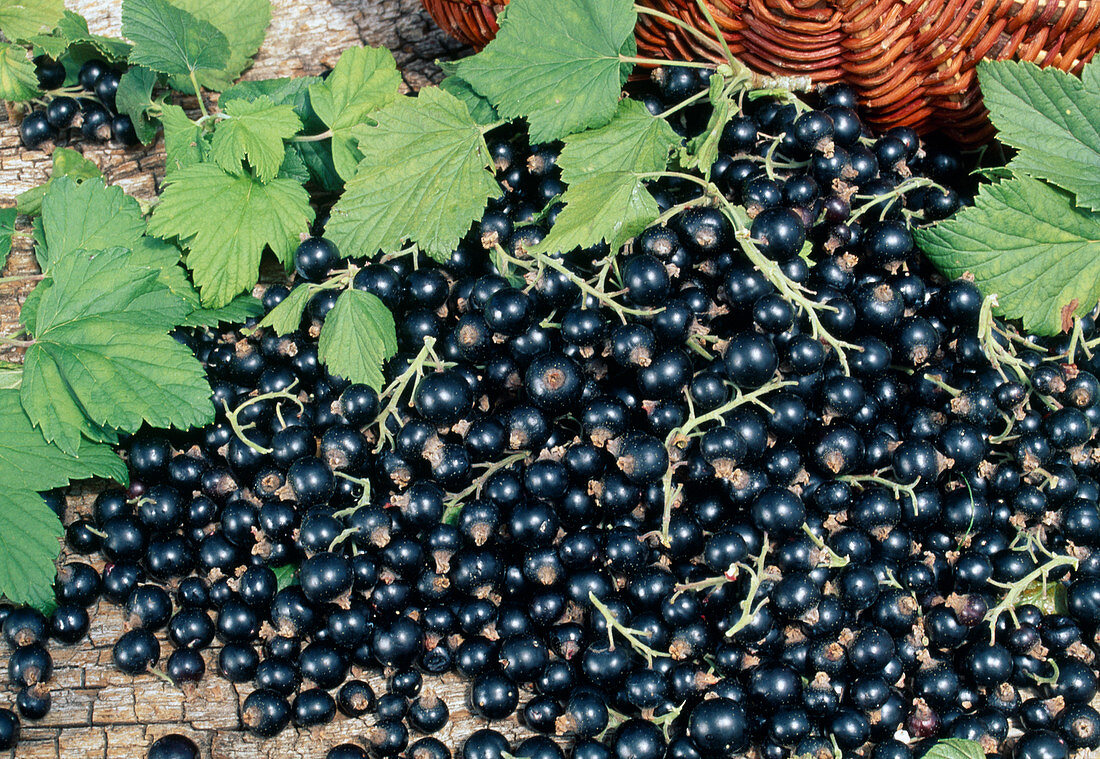 Blackcurrants (Ribes nigrum)