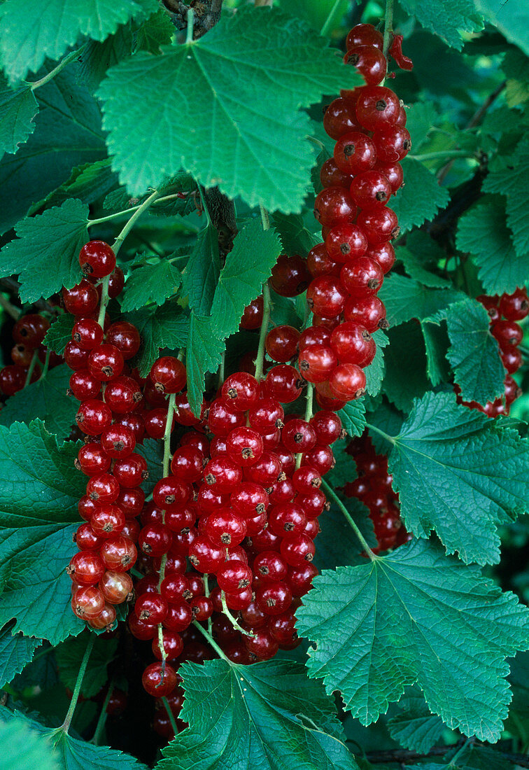 Redcurrants