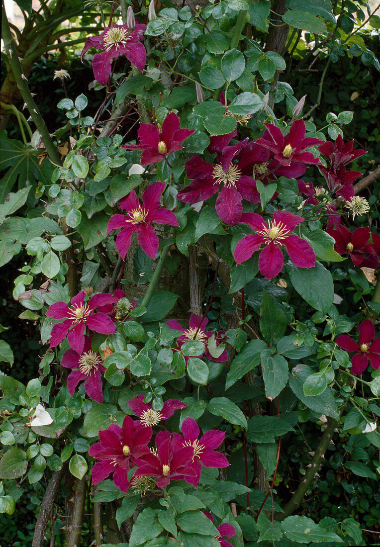 Clematis 'Niobe' (Wood Vine) growing in rose