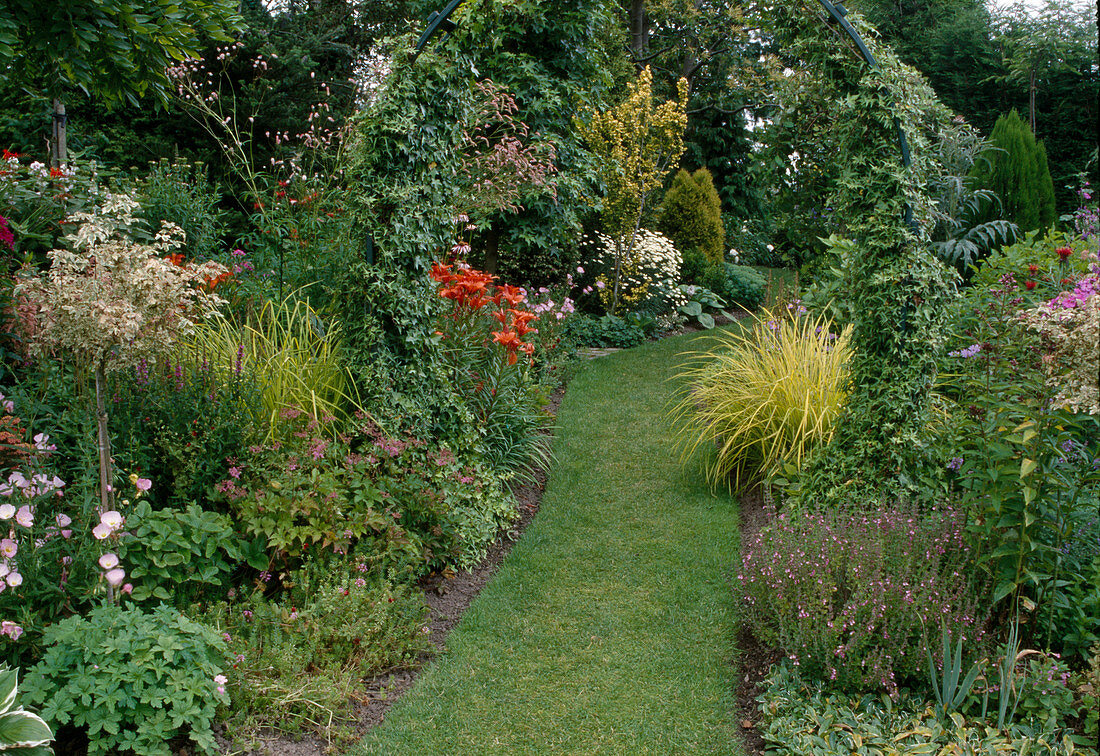 Acer 'Carnival', Hedera helix at the archway, Lilium, Carex 'Evergold'.