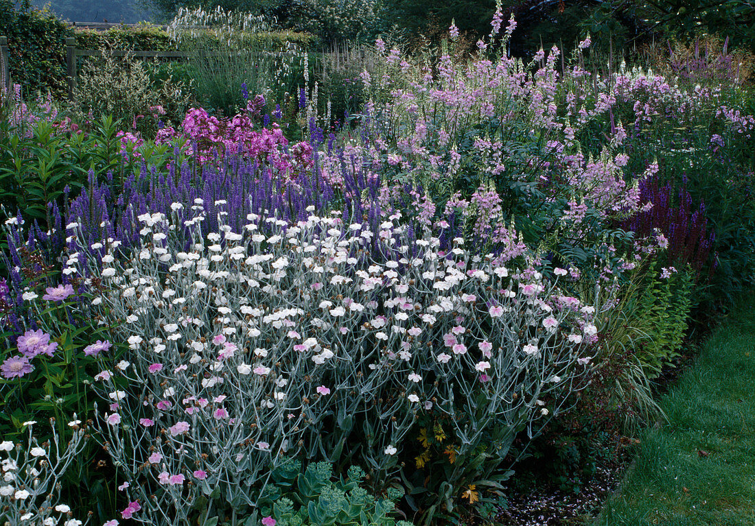 Flowerbed: Lychnis coronaria 'oculata' (coneflower), Galega (goat's rue), Veronica (speedwell)