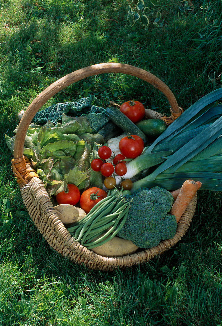 Fresh vegetables in a basket, harvest, Garden