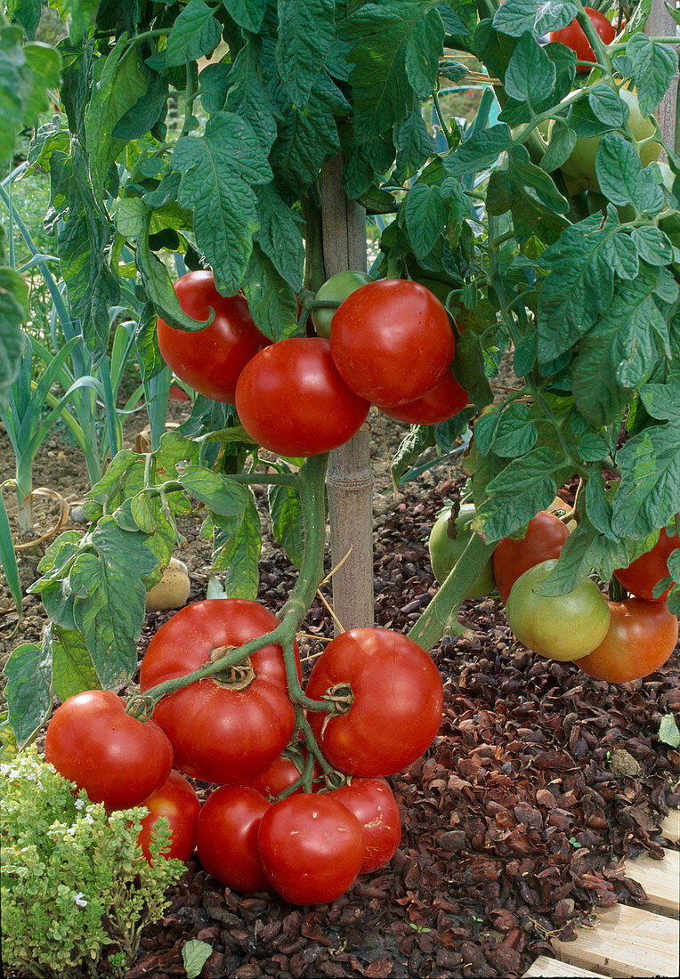 Tomato 'Jona' (Lycopersicon) in a bed