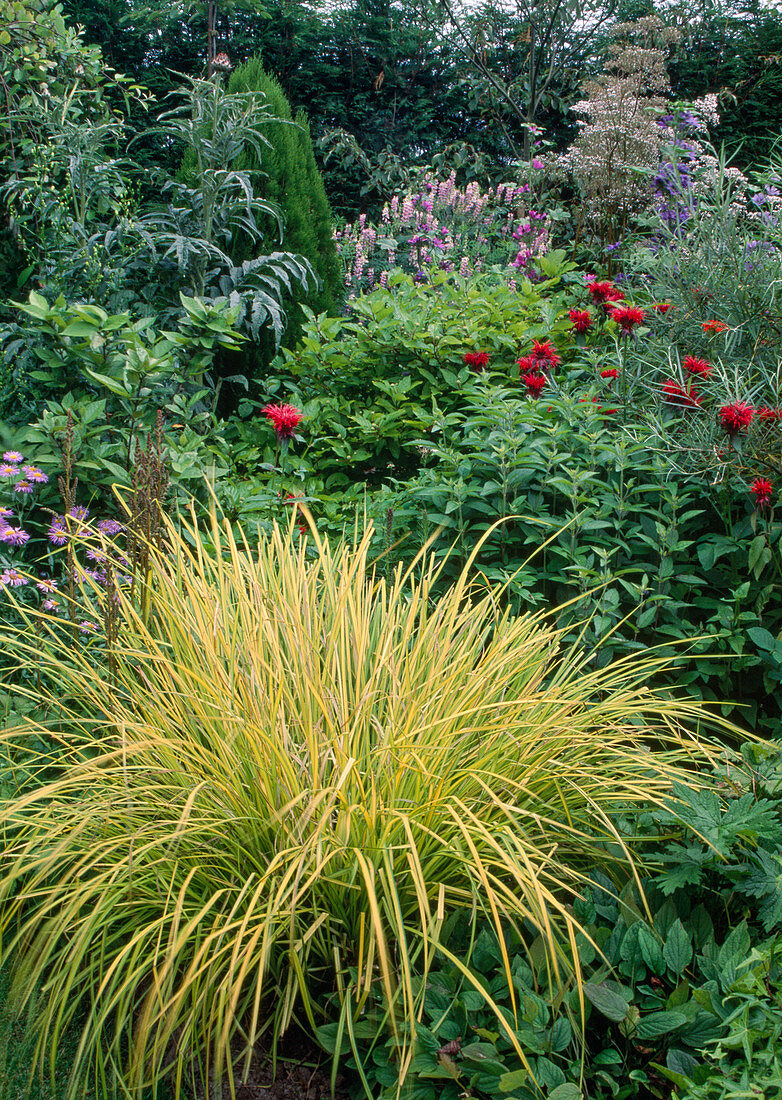 Carex oshimensis 'Evergold', Monarda