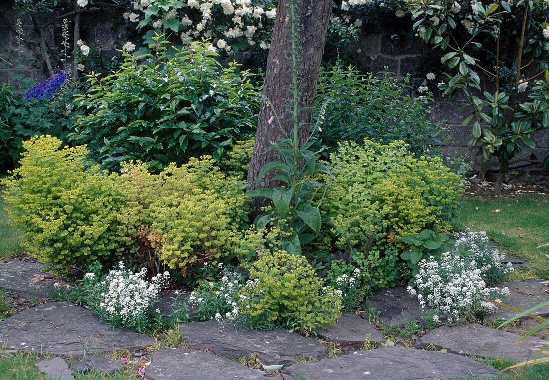 Euphorbia amygdaloides (Mandelblättrige Wolfsmilch)