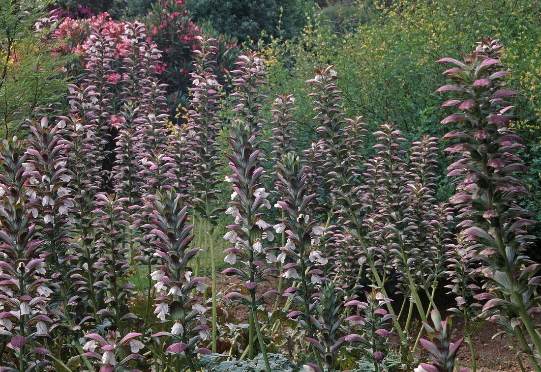 Acanthus hungaricus (Hogweed)