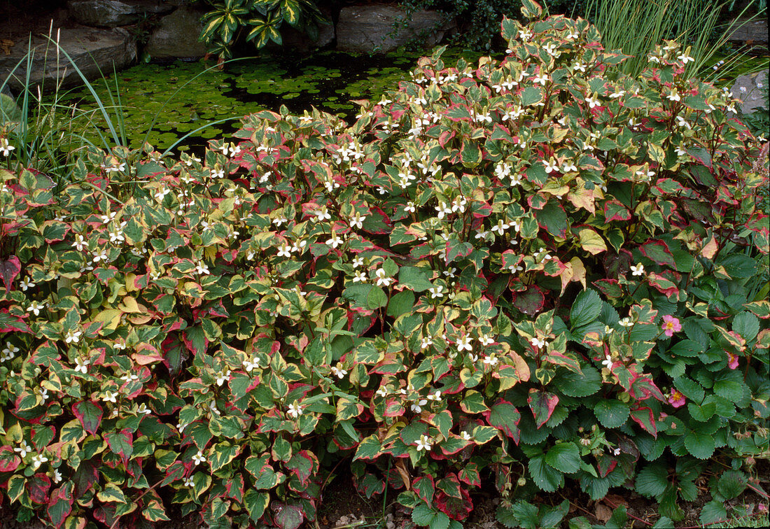 Houttuynia cordata 'Chameleon' (Eidechsenschwanz), gute Uferbepflanzung