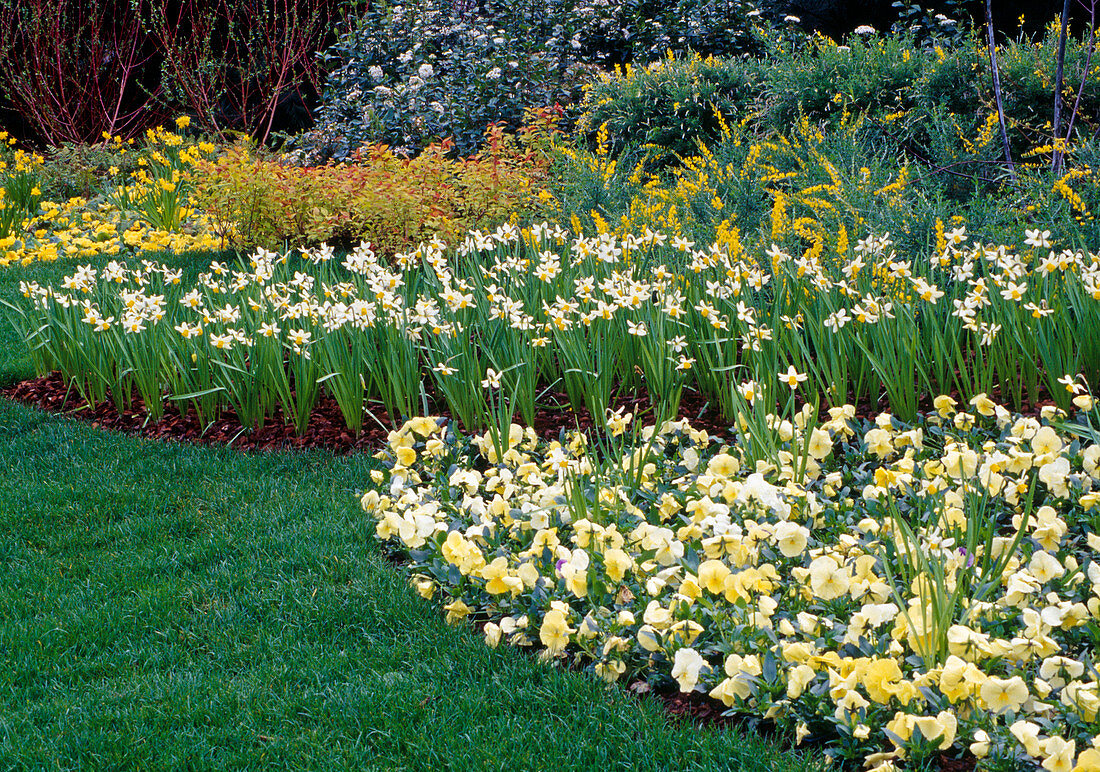 White-yellow spring beds with Narcissus (narcissus) and Viola wittrockiana (pansy), in the back Cytisus (broom) and Spiraea japonica (spirea shrubs)