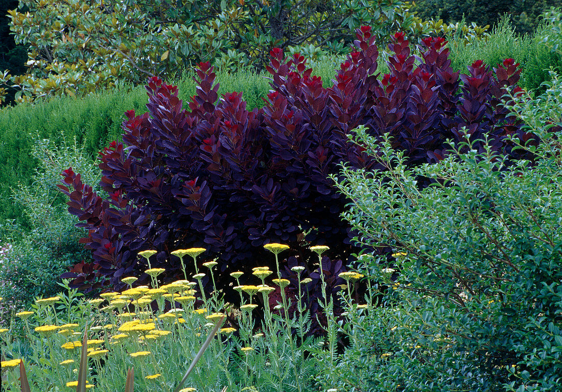 Cotinus coggygria 'Royal Purple' (Red Wig Bush), Achillea (Yarrow)