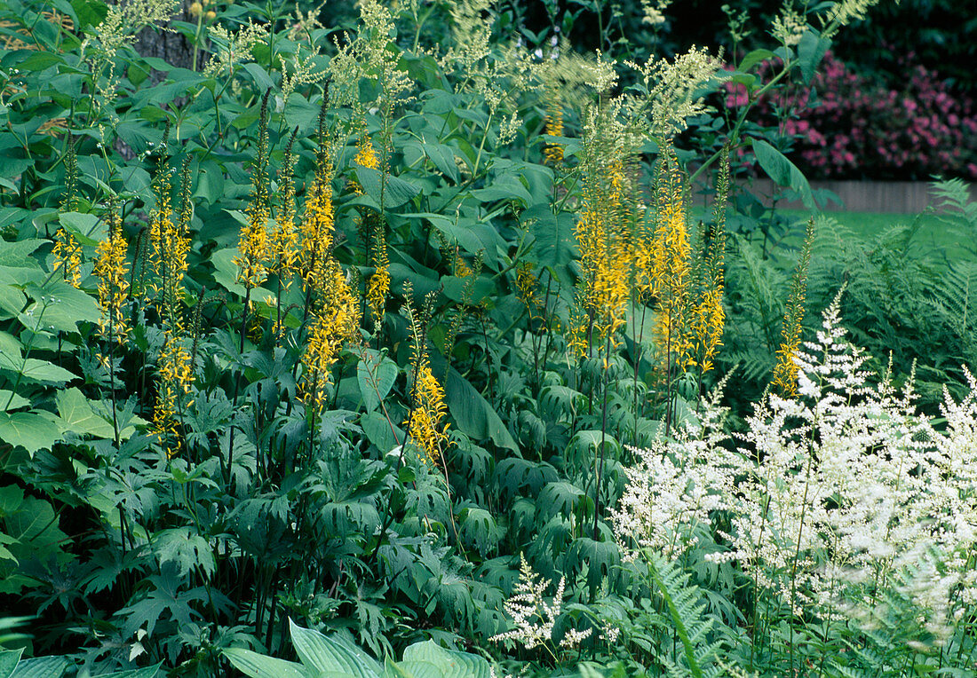 Ligularia przewalskii (Kerzen-Greiskraut) und Astilbe (Prachtspiere)