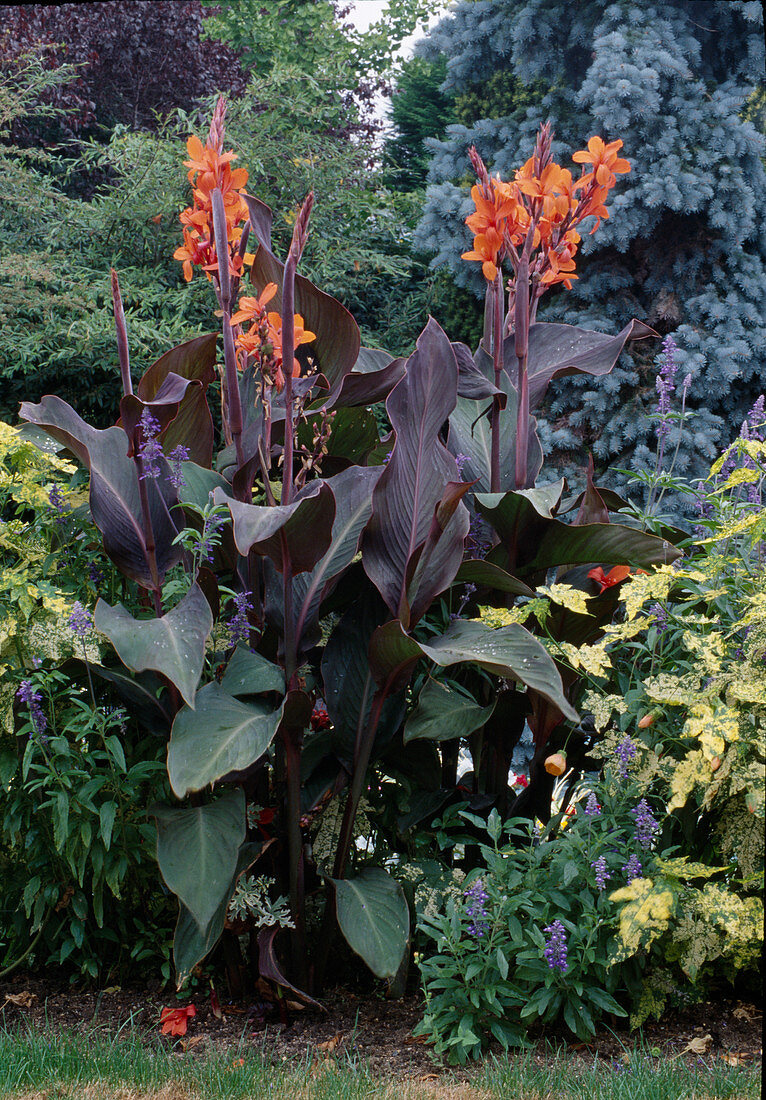 Canna indica (Indisches Blumenrohr)