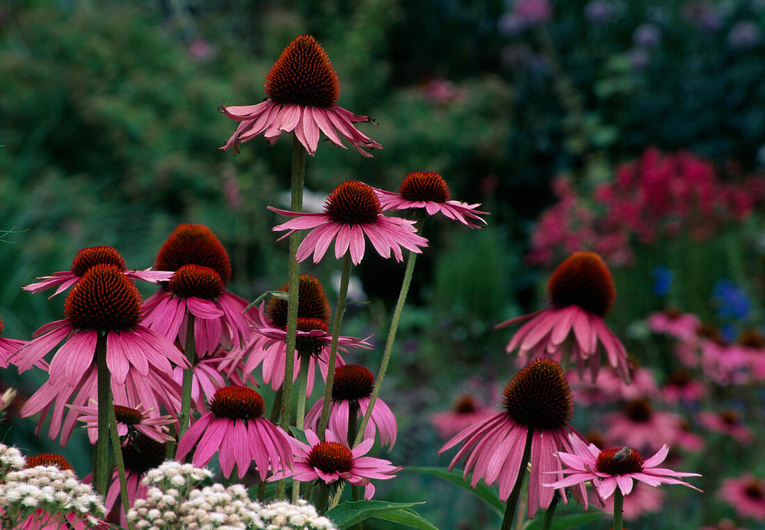 Echinacea purpurea (Roter Sonnenhut)