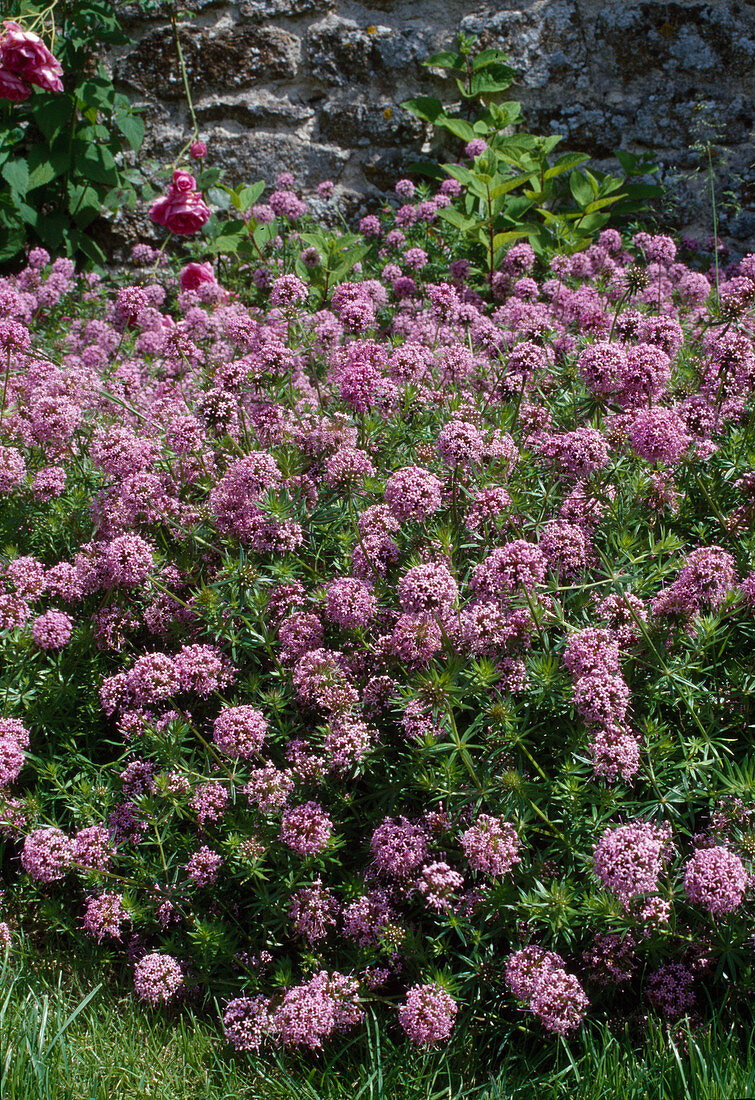 Phuopsis stylosa (false woodruff)