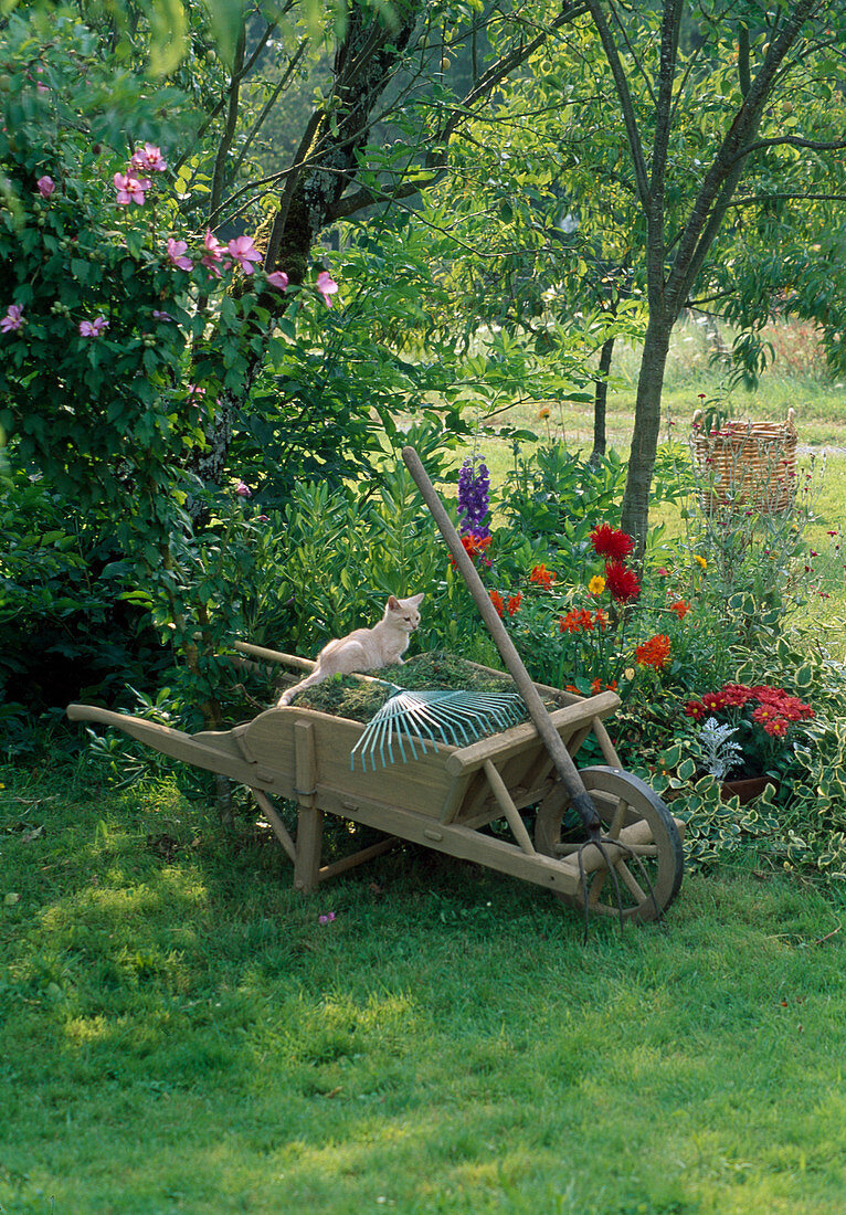 Lawn cuttings in wooden wheelbarrow, leaf rake, pitchfork, cat, small bed with Delphinium (delphinium), Crocosmia (montbretia), Dahlia (dahlia)