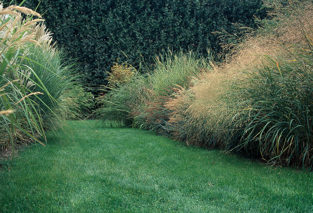 Lawn path between grass beds: Deschampsia cespitosa (Lawn Sedge)