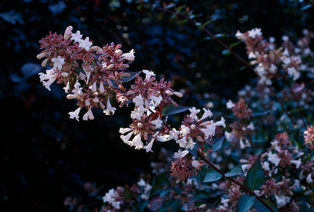 Abelia grandiflora (large-flowered abelia), good for vineyard climates