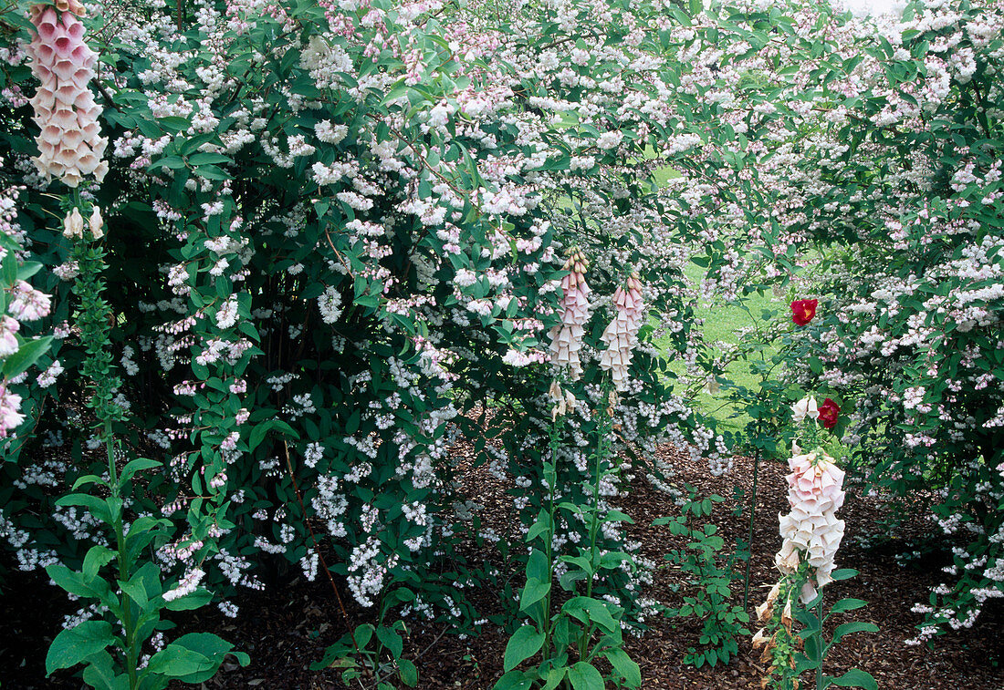 Deutzia scabra (rough deutzia, mayflower shrub) and Digitalis (foxglove)