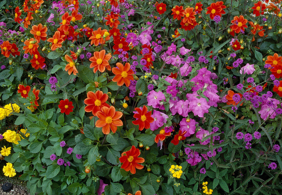 Summer flowerbed: Dahlia (dahlias), Petunia (petunias), Verbena (verbena)