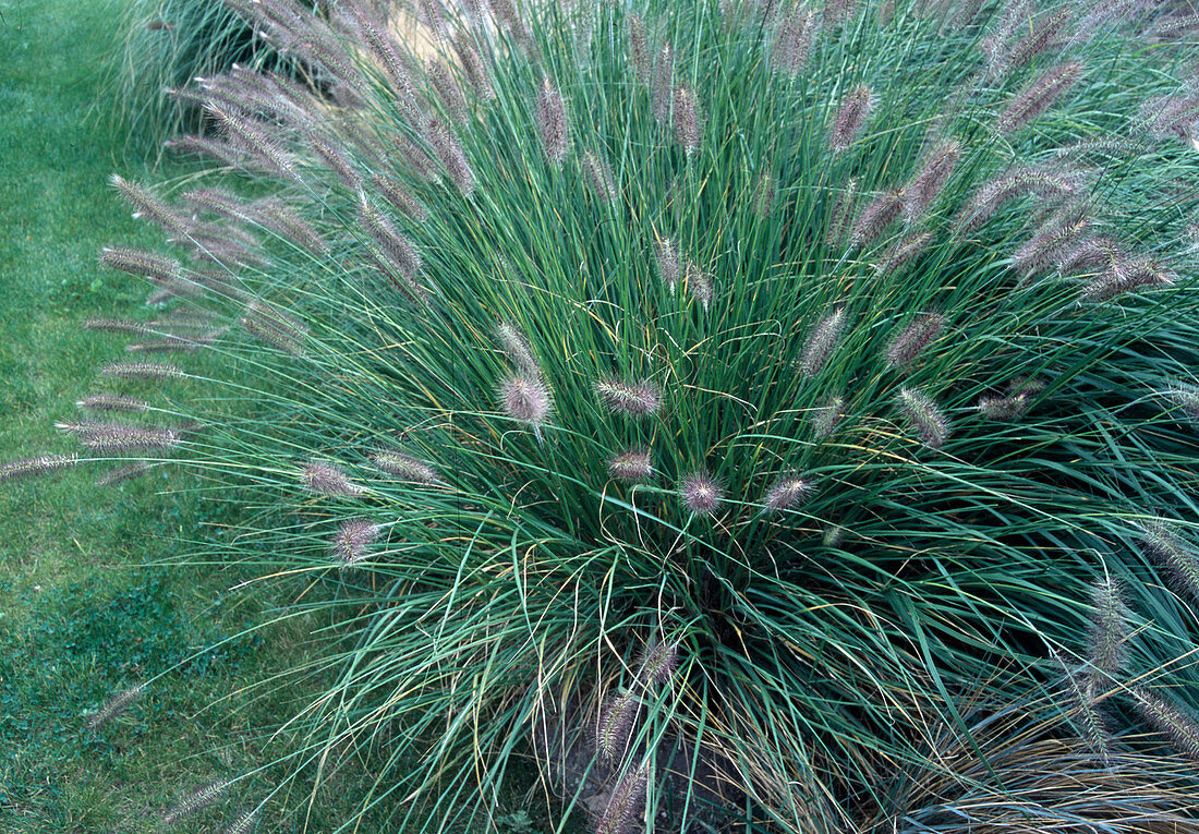 Pennisetum alopecuroides 'Hameln' (Lamp's Wiper Grass, Feather Bristle Grass)