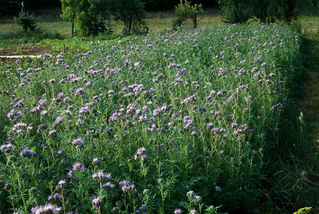 Green manure: Phacelia tanacetifolia (Tufted Phacelia, Tansy Phacelia)