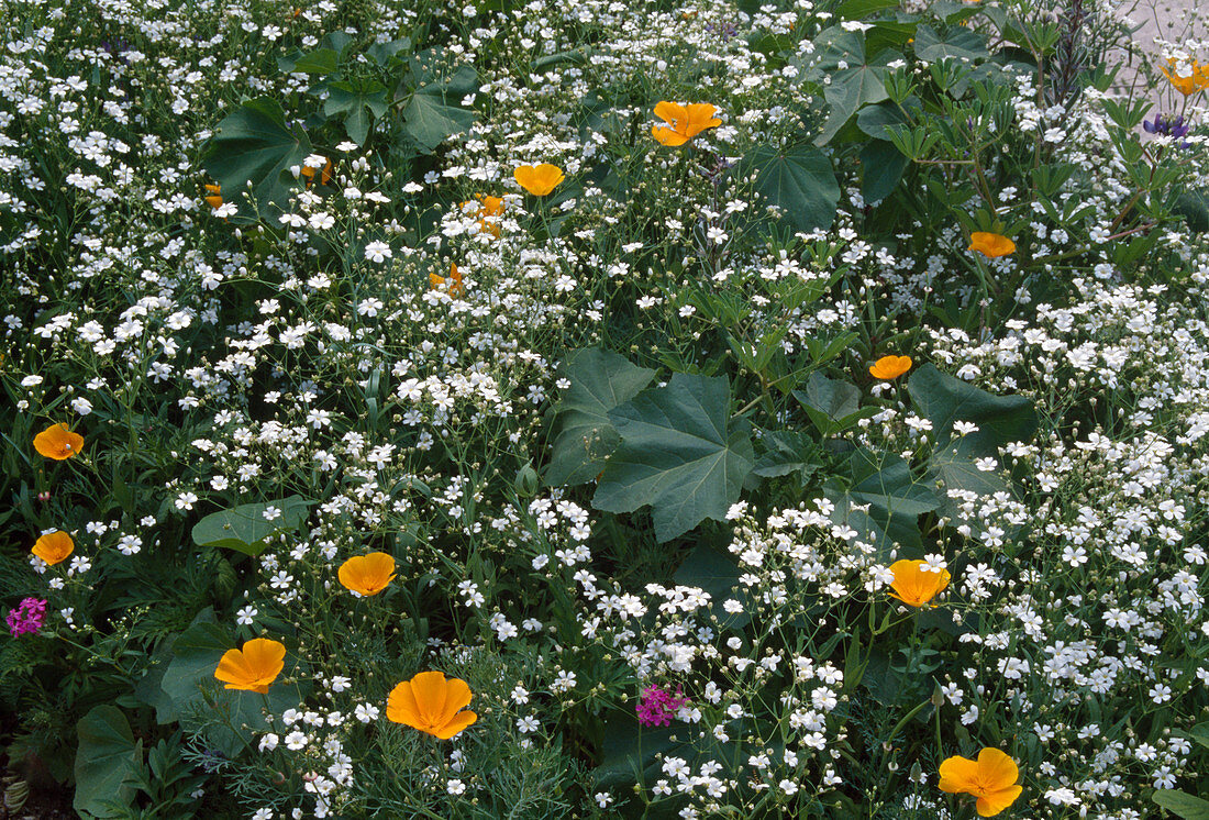 Gypsophila (baby's breath) and Eschscholzia californica (gold poppy)